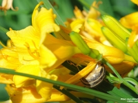14559sh - Flowers and a snail in the back yard.JPG